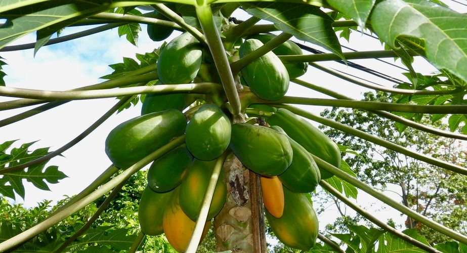Bijzondere bomen Costa Rica